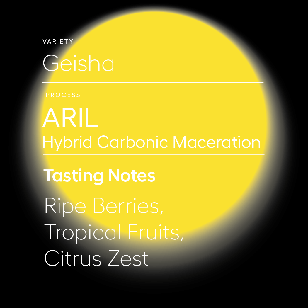 Aril | Hybrid Carbonic Maceration