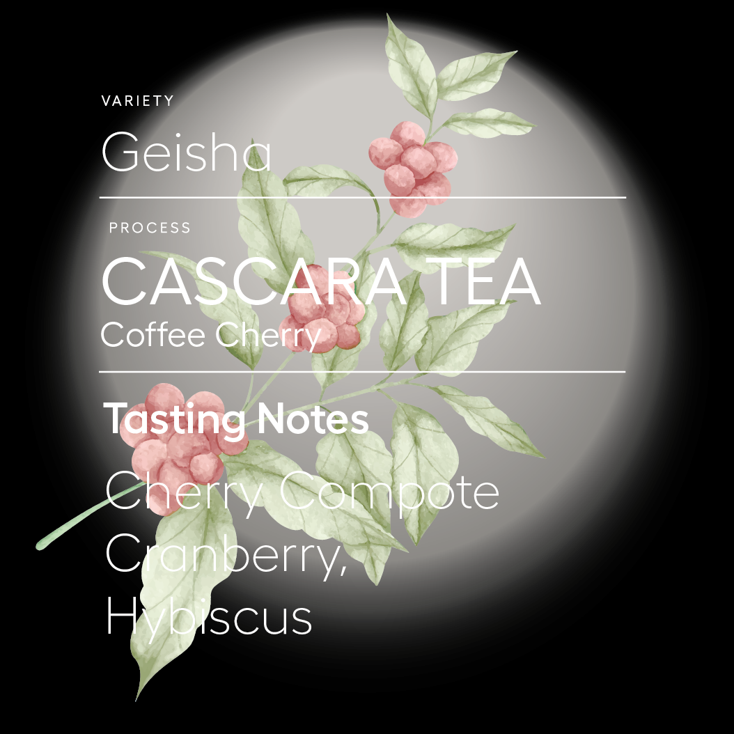 Cascara Tea | Coffee Cherry