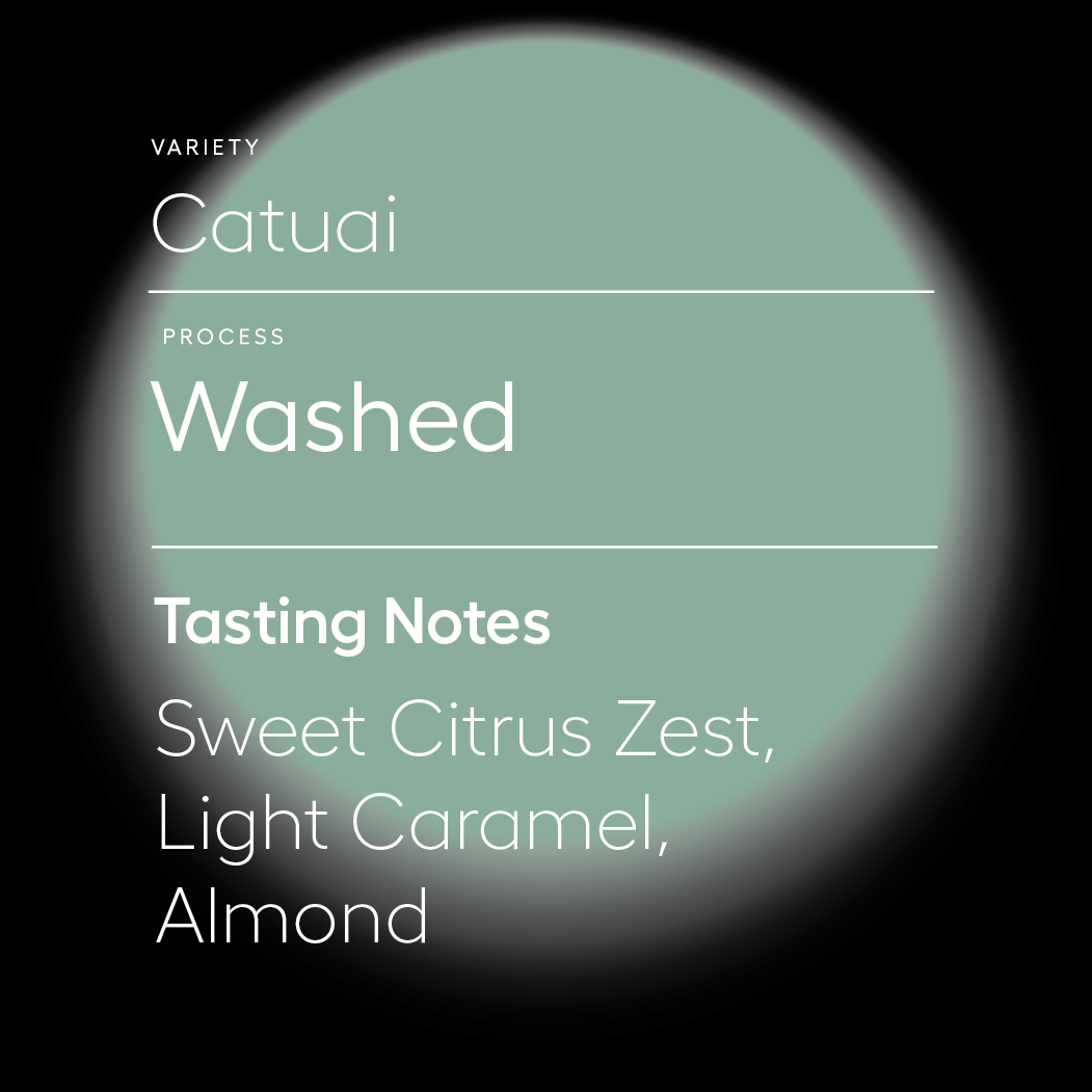 Catuai | Washed