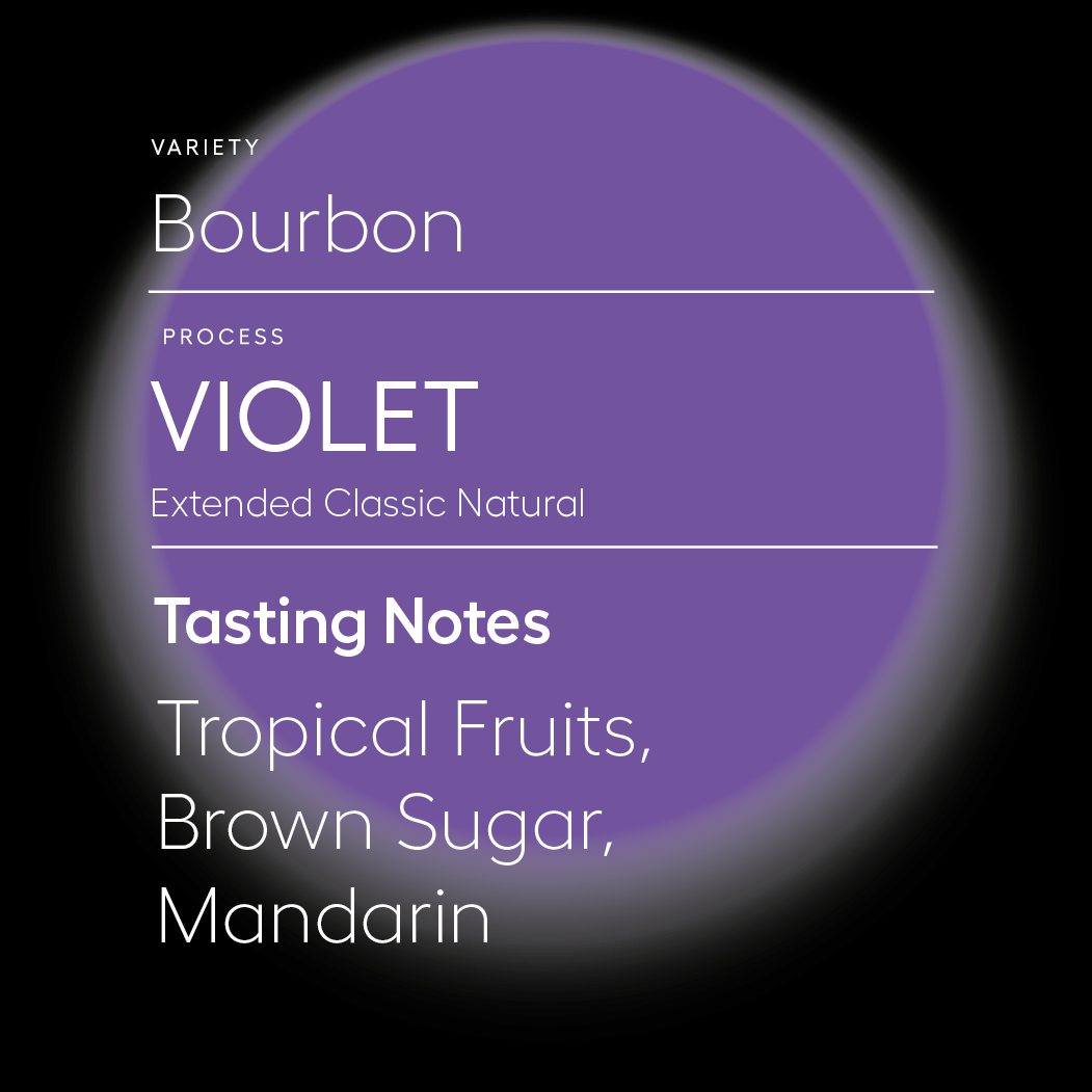 Violet | Extended Natural Bourbon