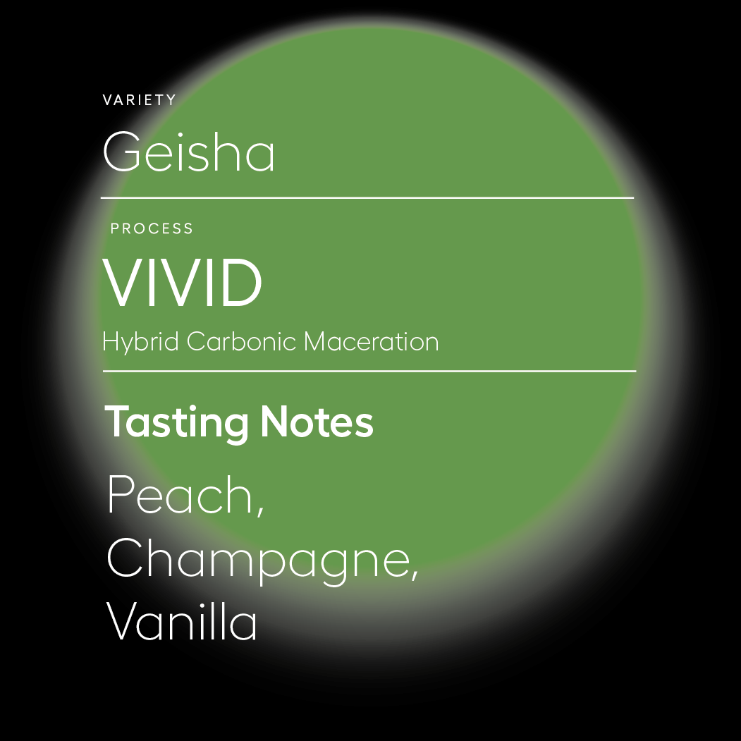 Vivid | Hybrid Process Geisha Vivid | Hybrid Process Geisha