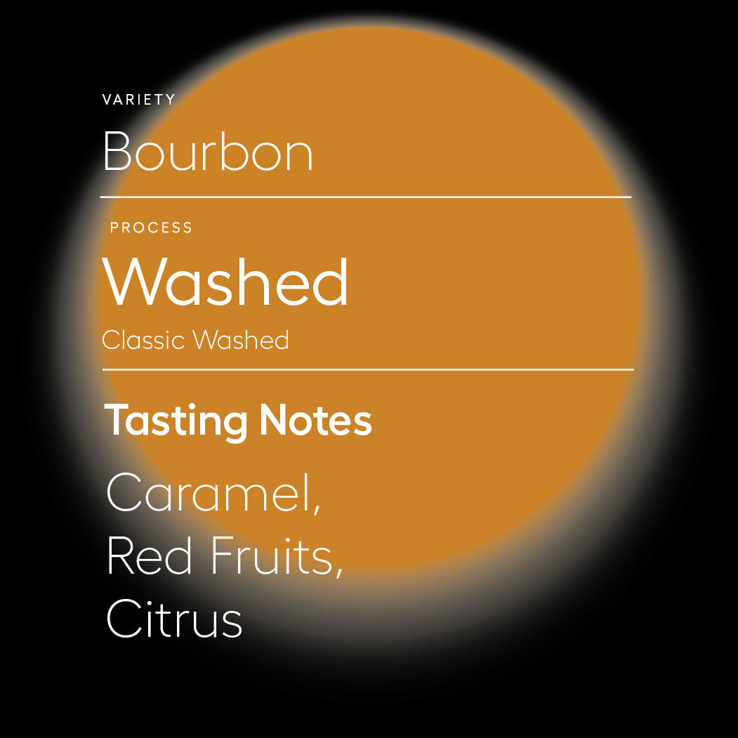 Bourbon | Washed