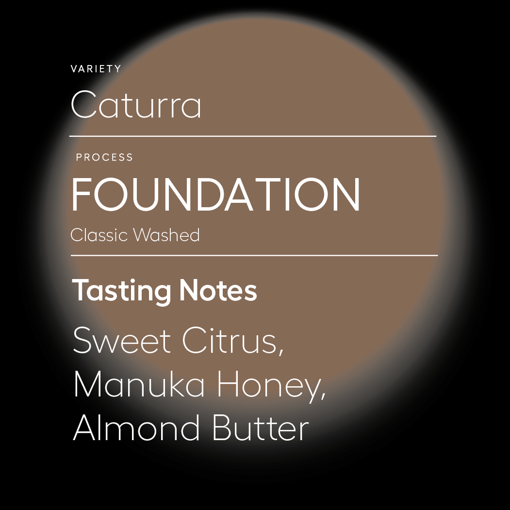 The Foundation | Caturra | Washed