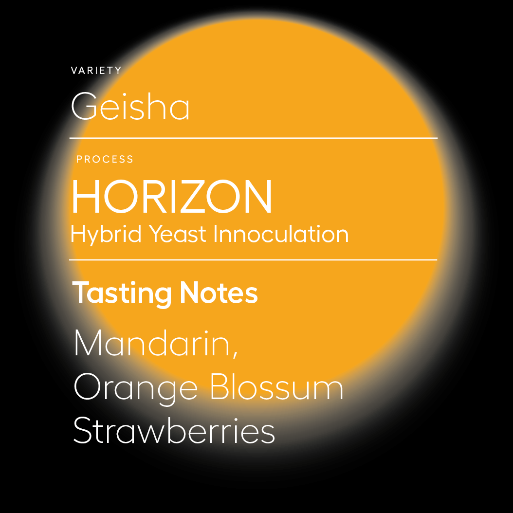 Horizon | Hybrid Yeast Inoculation
