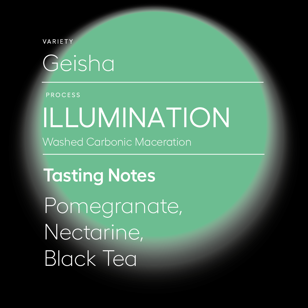 Illumination | Washed Carbonic Macerated