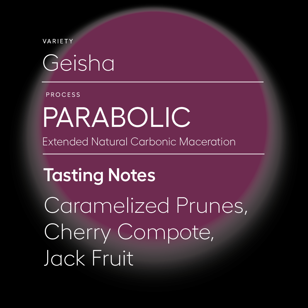 Parabolic | Geisha