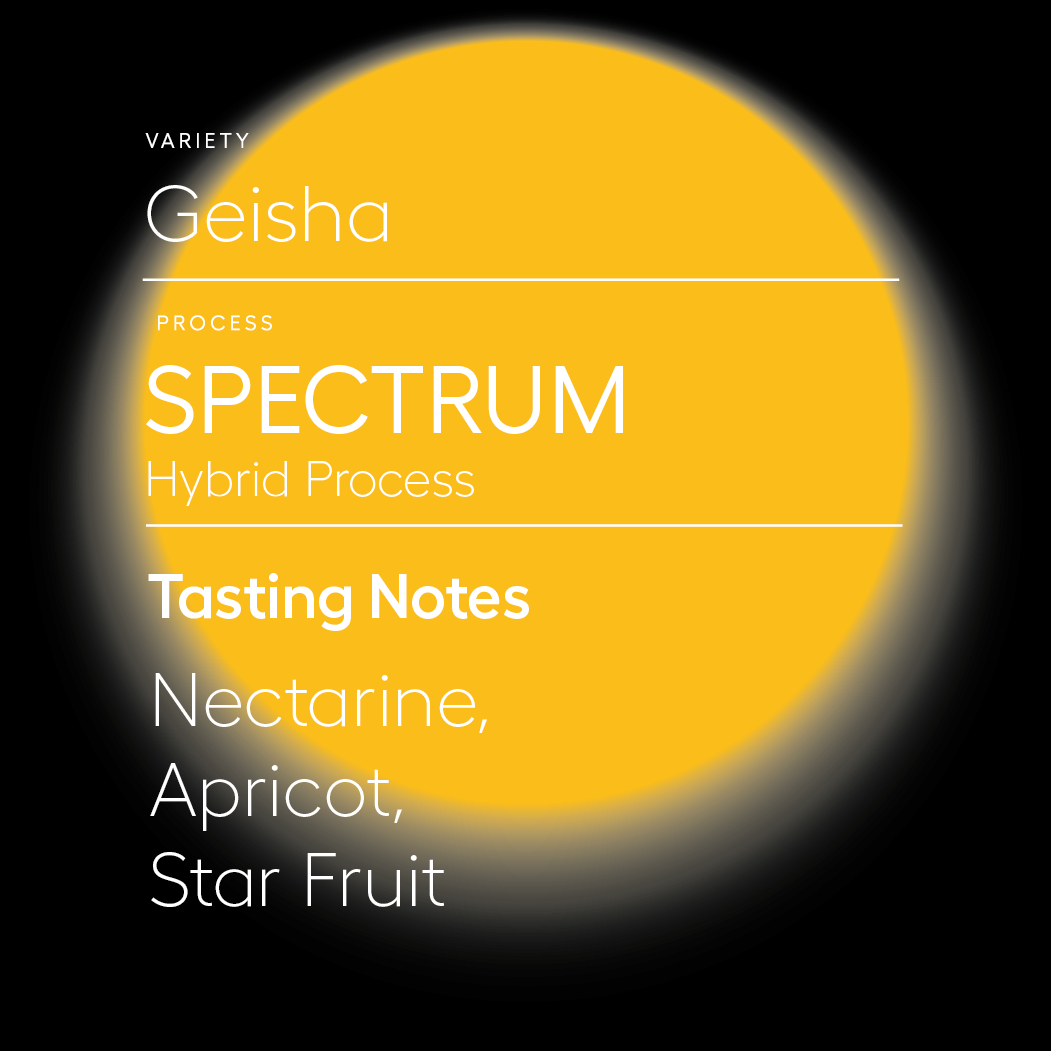Spectrum | Geisha