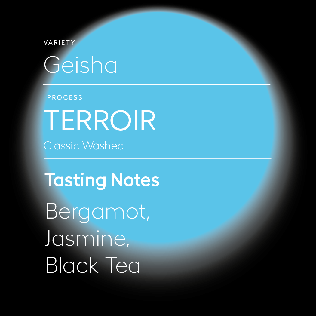 Terroir | Classic Washed Process Geisha